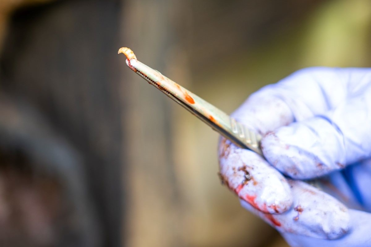 Larvas são capazes de abrir buracos em tecidos vivos. Foto: IICA/Divulgação