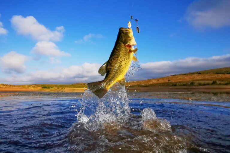 Ministérios lançam selo de pesca artesanal com identificação de origem