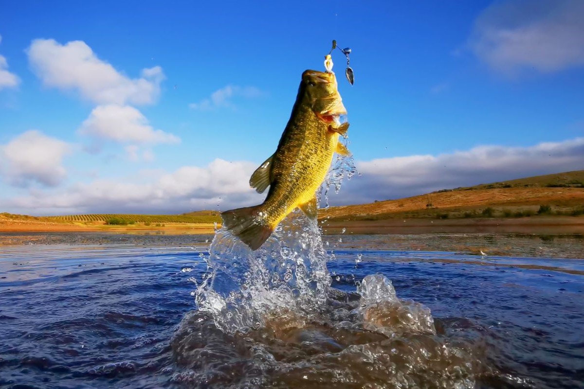 Selo foi instituído por portaria publicada no último dia 23 de dezembro. Foto: Adobe Stock