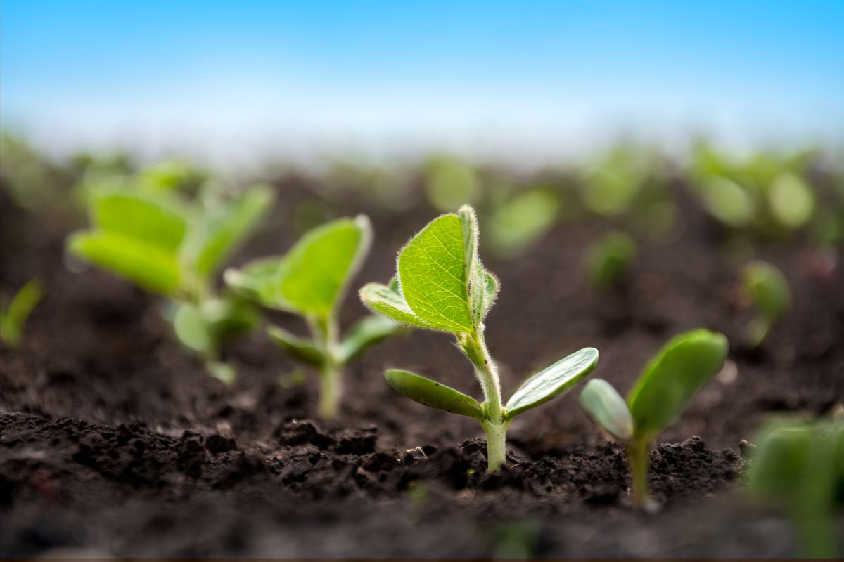 Plantio da soja avançou 0,3 ponto percentual sobre a semana anterior. Foto: Adobe Stock
