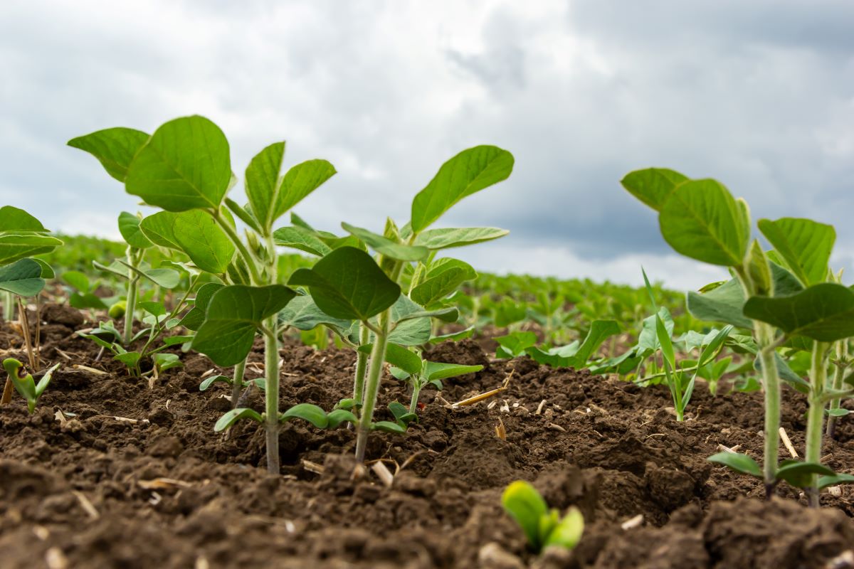 Plantio de soja já foi concluído no Mato Grosso e em São Paulo. Foto: Adobe Stock