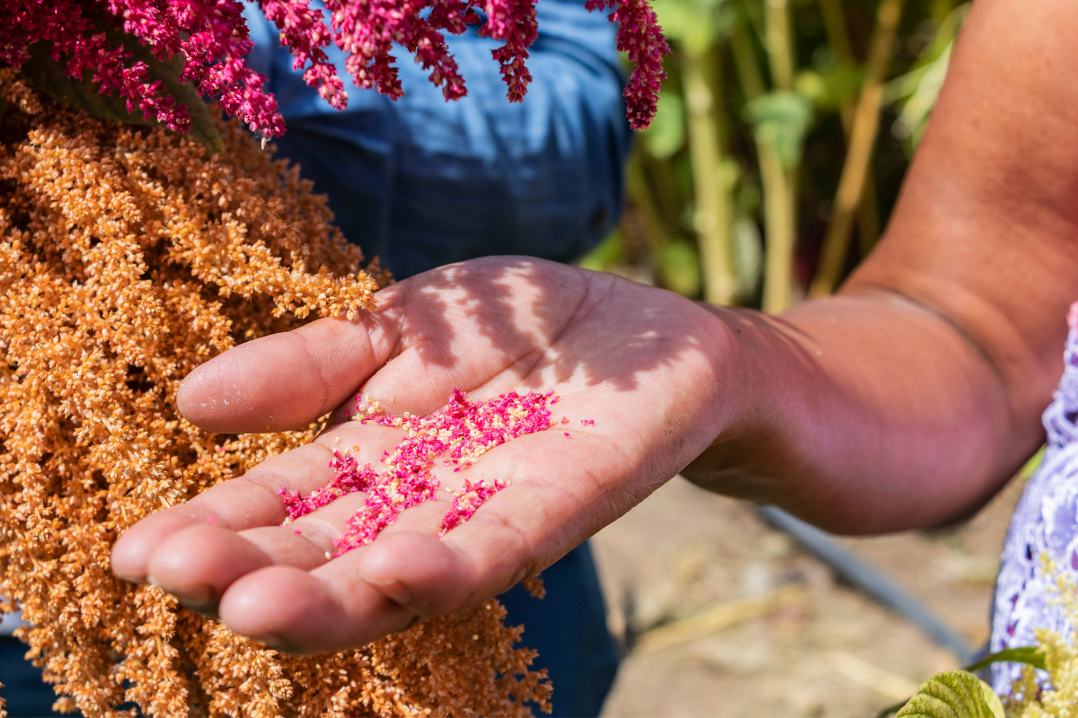 Amaranto era alimento básico dos astecas e maias. Foto: Adobe Stock
