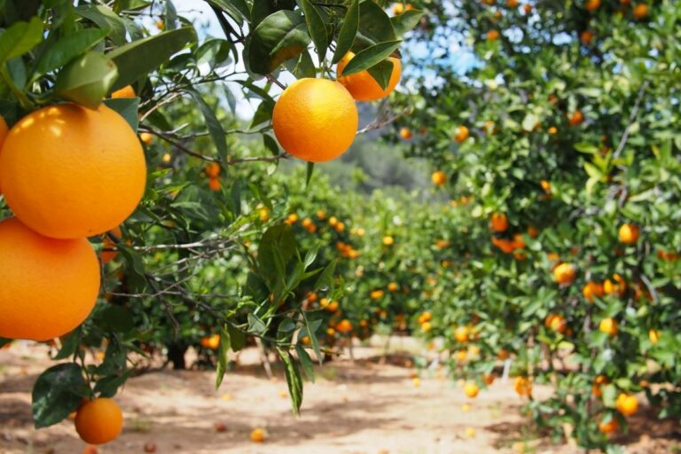 Fundecitrus reduz estimativa para a safra da laranja 2025/2026