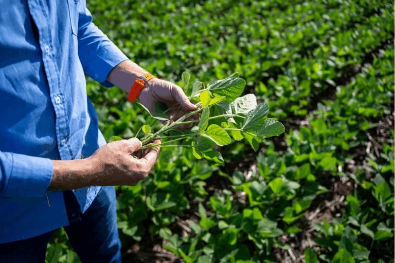 Mato Grosso conclui plantio da safra de soja 2025/26, informa Imea