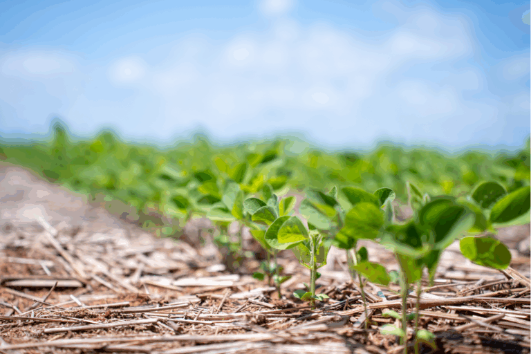 AgRural: plantio da safra de soja alcança 94%