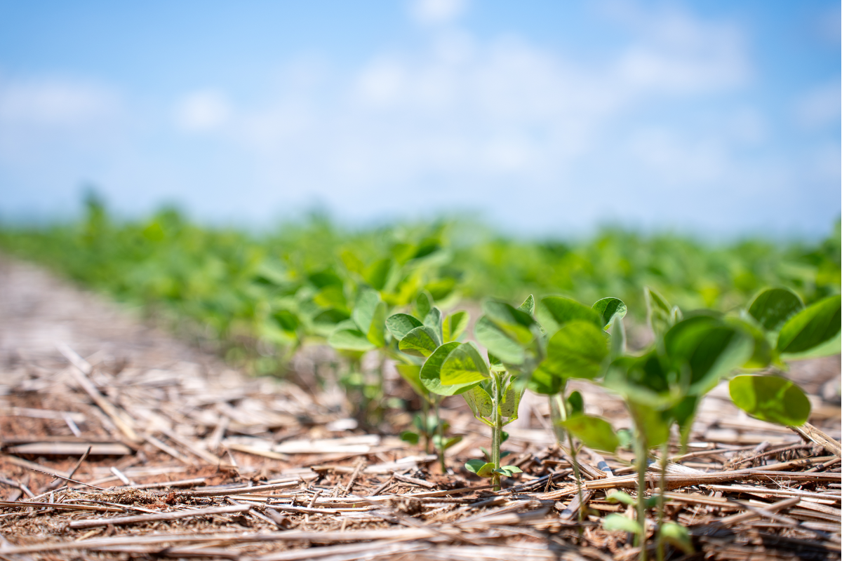 Foto: Mateus Dias/Aprosoja MT