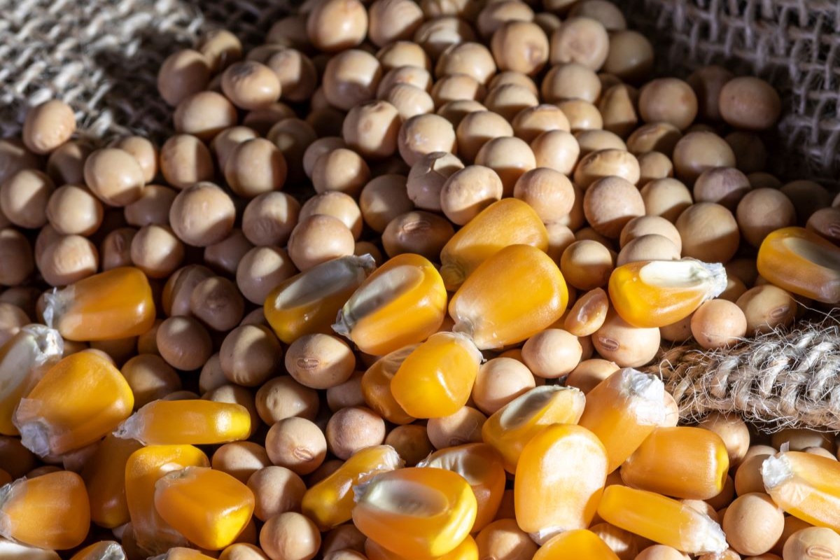 Projeções do USDA para a safra de soja e de milho no Brasil foram mantidas. Foto: Adobe Stock