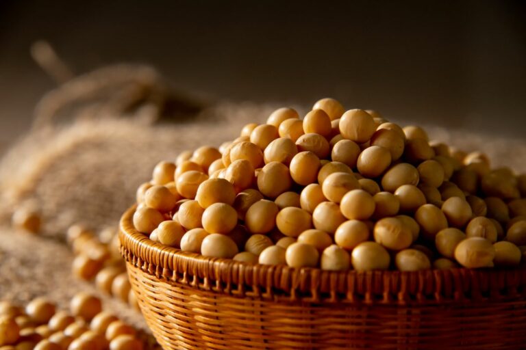 Soja: fim de ano mantém mercado brasileiro sem negociações