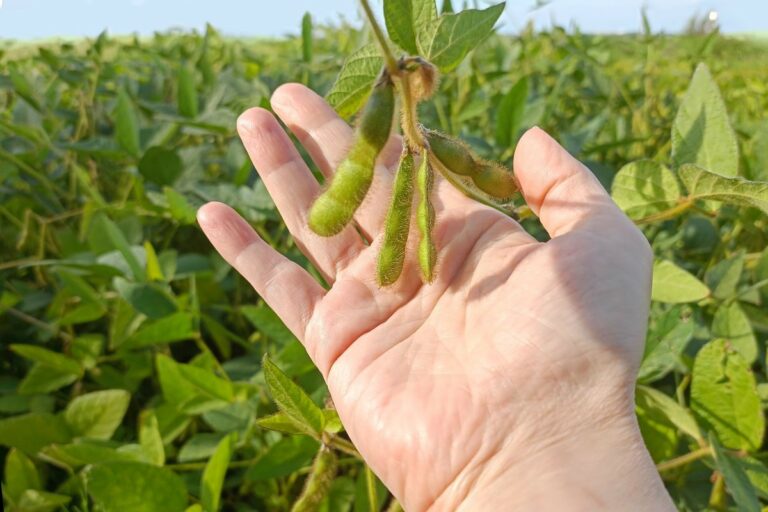 Imea mantém estimativa de produção de soja em MT em 47,18 milhões/t