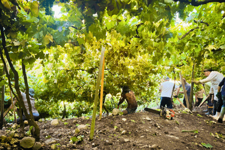 Vinhedos destruídos por tornado unem agricultores da Serra Gaúcha
