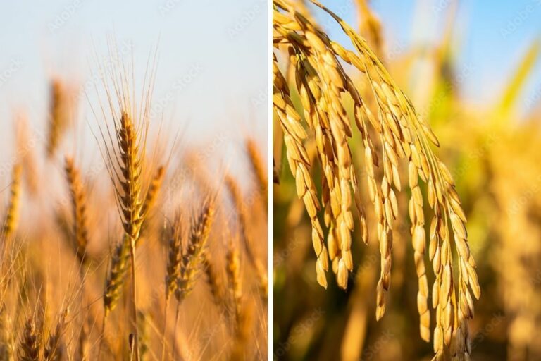 Conab garante apoio ao escoamento de trigo e arroz da região Sul
