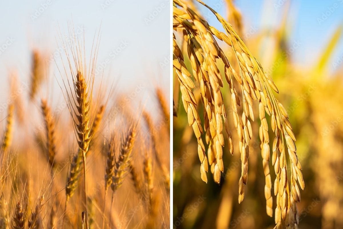 Leilões da Conab ocorreram nesta quarta-feira, 24. Foto: Adobe Stock