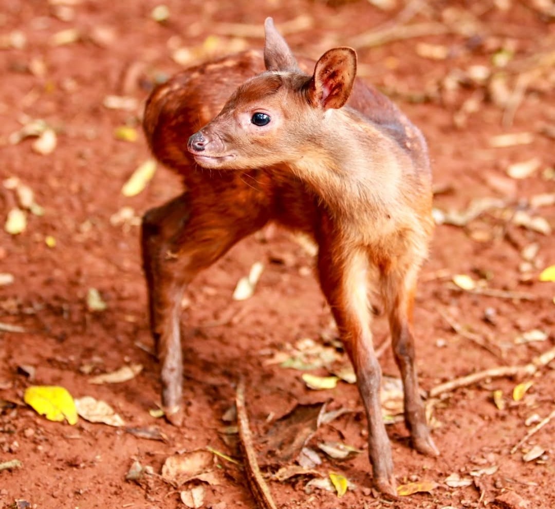 veados brasileiros; veado-bororó