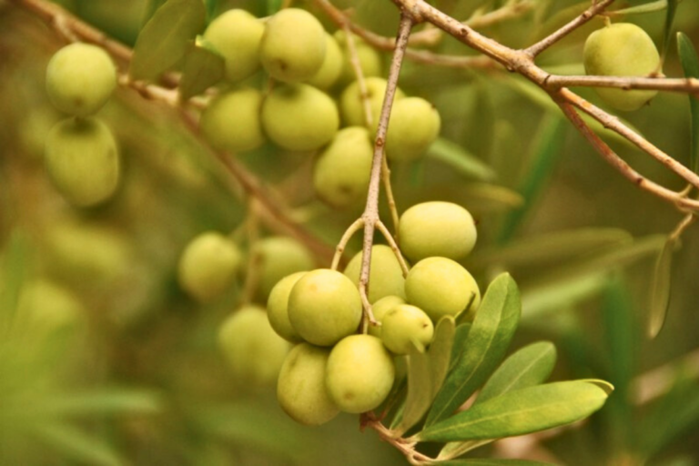 RS muda abertura da colheita da oliva para abril e foca em feira de negócios