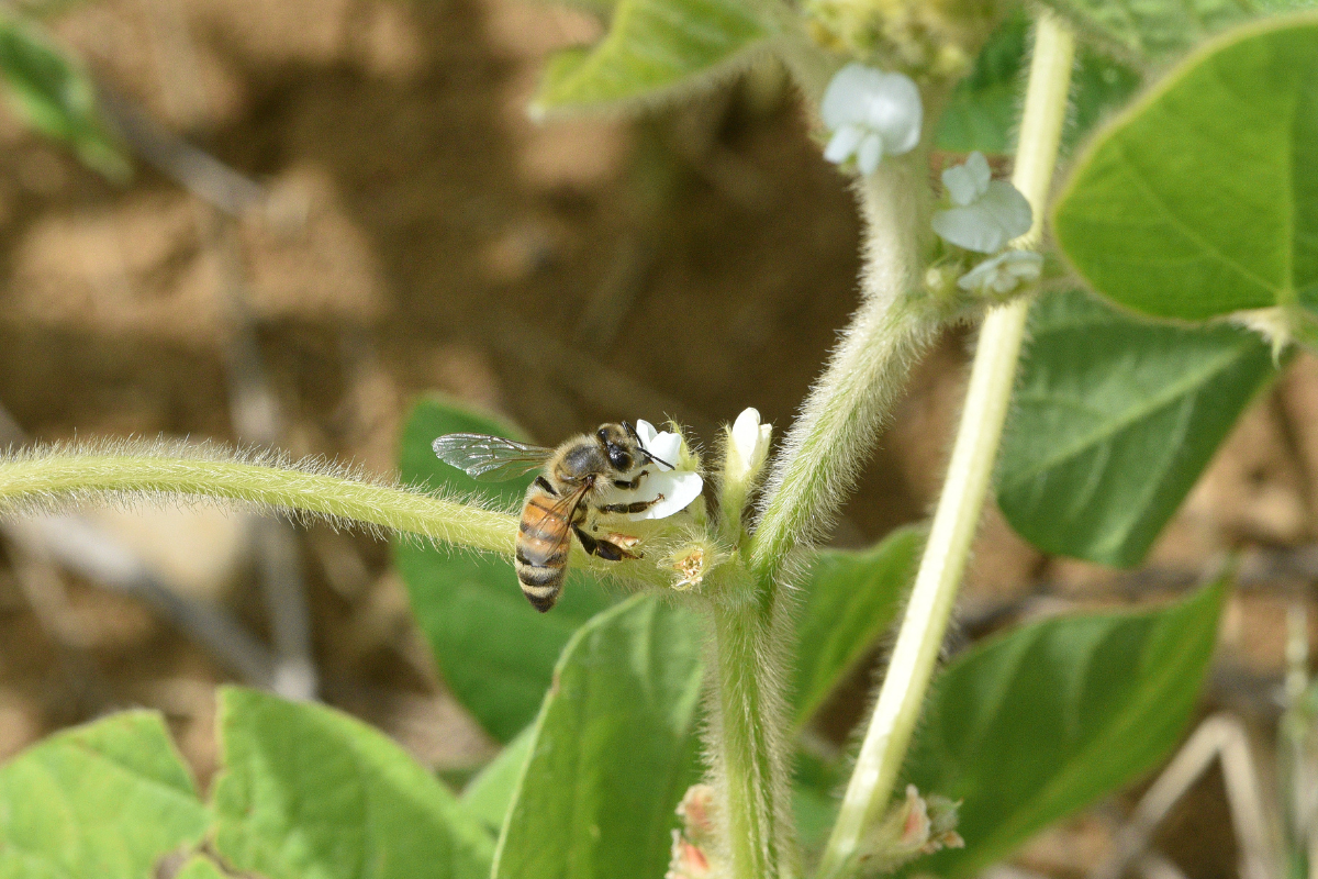 abelha em flor de soja