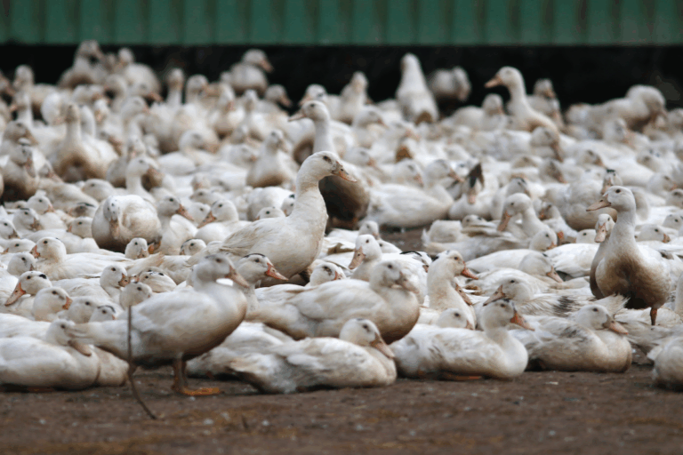 Israel confirma novo surto de gripe aviária em granja de patos