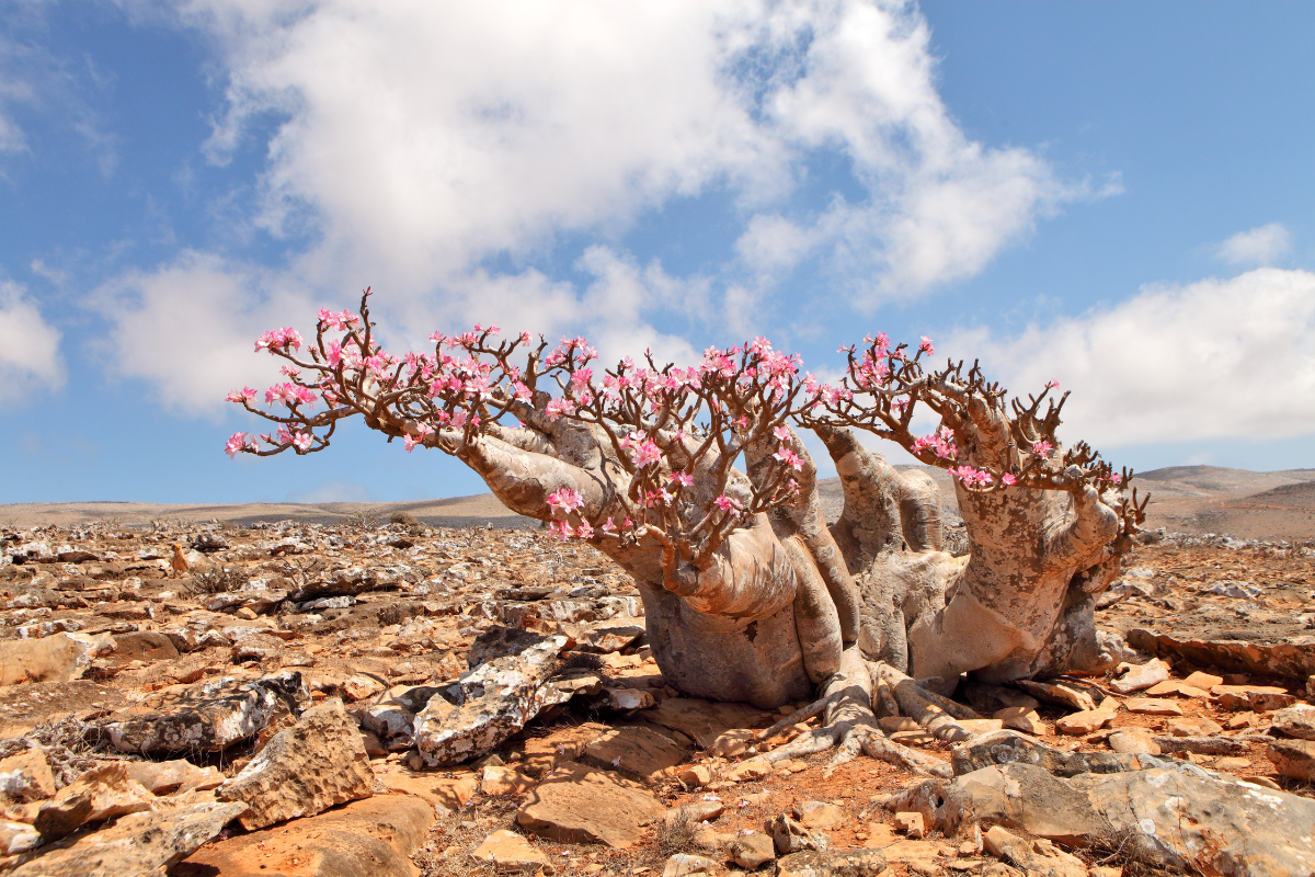 A rosa do deserto é planta nativa da ilha de Socotra que fica no noroeste do Oceano Índico. Foto: Adobe Stock