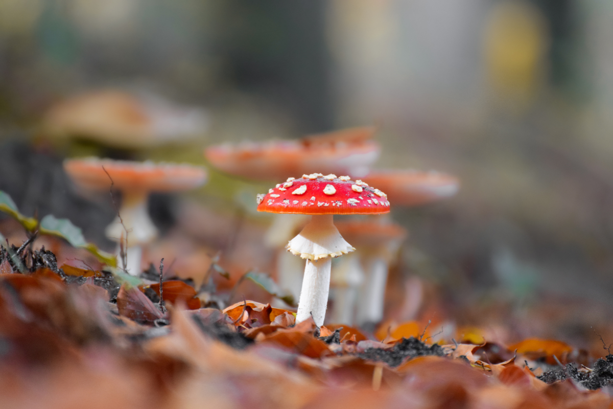 Amanita Muscaria cogumelos venenosos