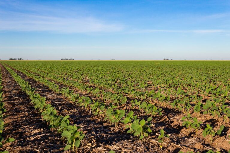 Plantio de soja na Argentina chega a 93,9% e de milho alcança 91,7%