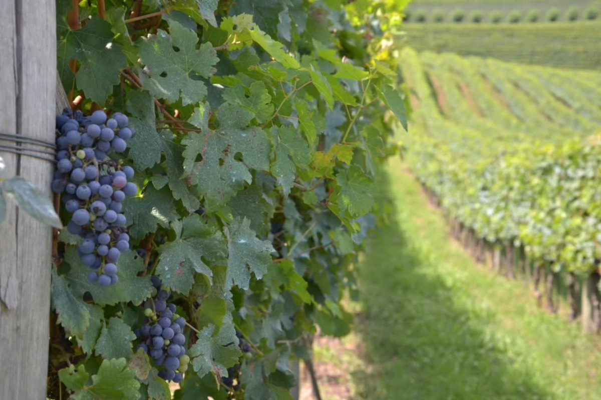 Foto: PM Bento Gonçalves/Divulgação