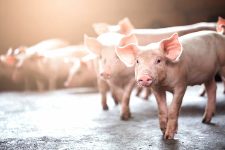 Embrapa: custos do frango de corte caem 2,81% em 2025 e do suíno sobem 4,39%