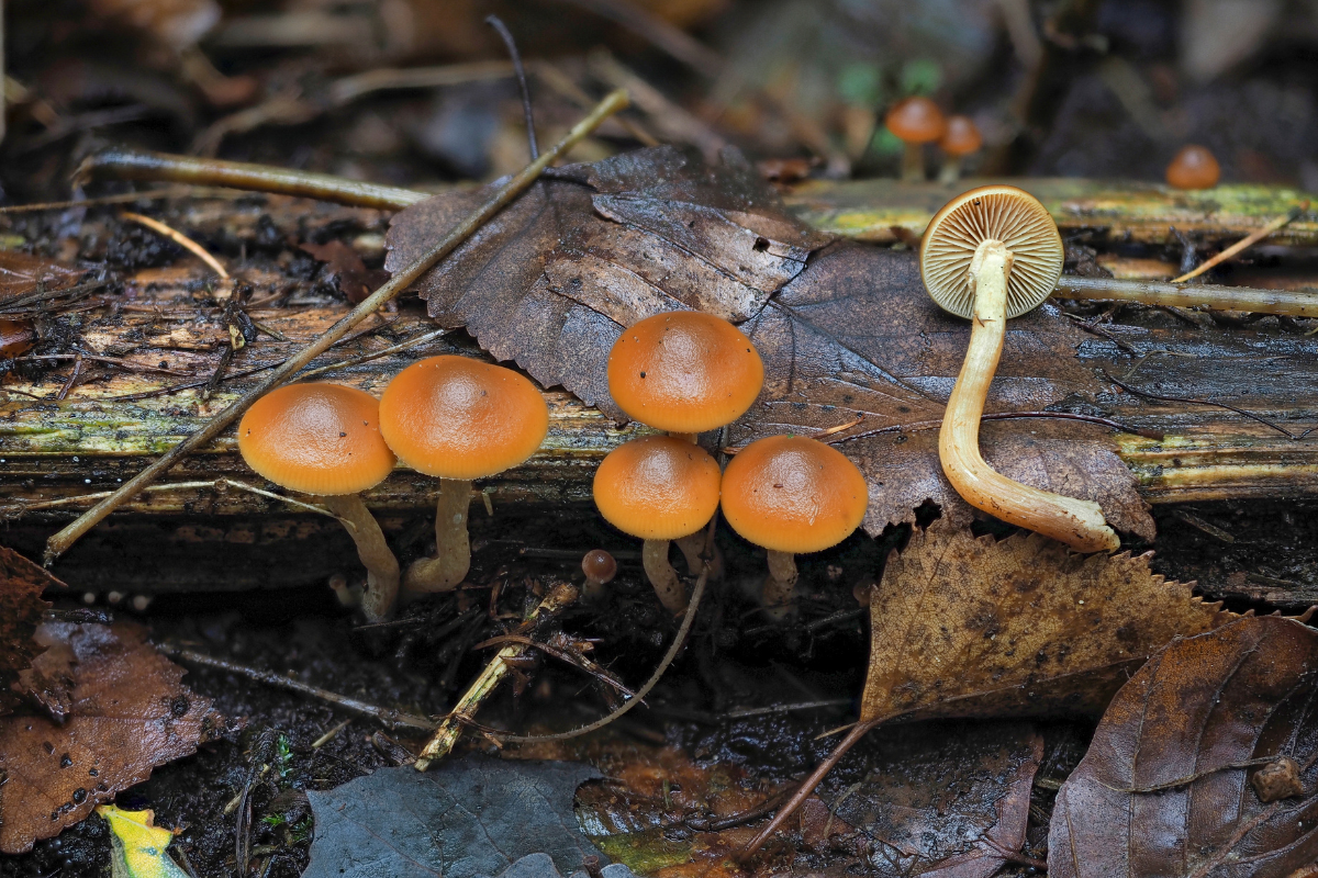Galerina marginata cogumelos venenosos