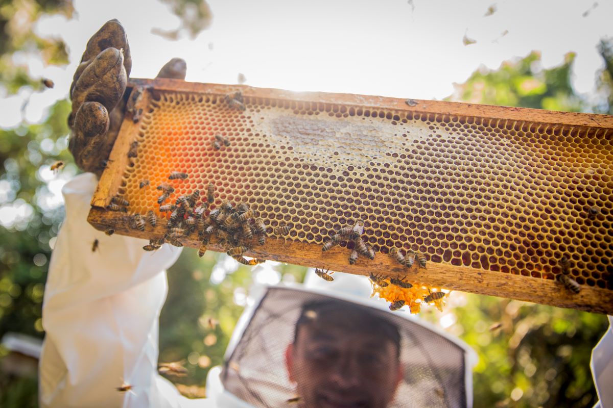 Certificação do mel se tornou viável após atualização no padrão FSC. Foto: Anna Carolina Negri/Klabin