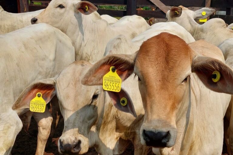 Com 100% de rastreabilidade em bovinos, MBRF mira Protocolo de Carne de Baixo Carbono