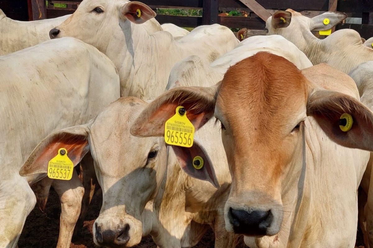 Meta inicial era ter 100% dos bovinos rastreados em 2030, mas já foi atingida no ano passado. Foto: MBRF/Divulgação