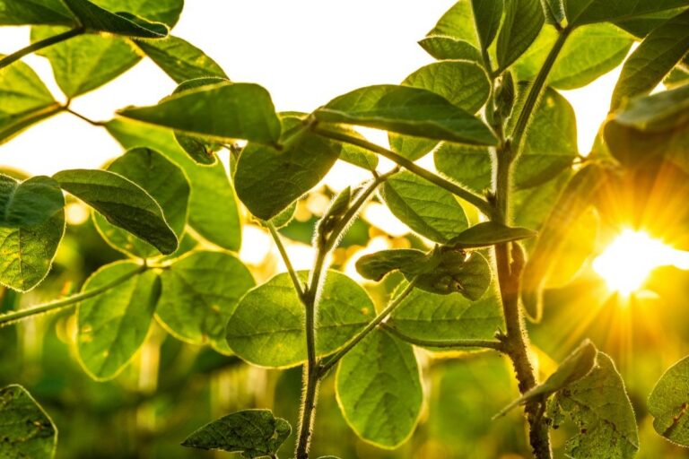 Após deixar Moratória da Soja, Abiove confia em novo marco regulatório