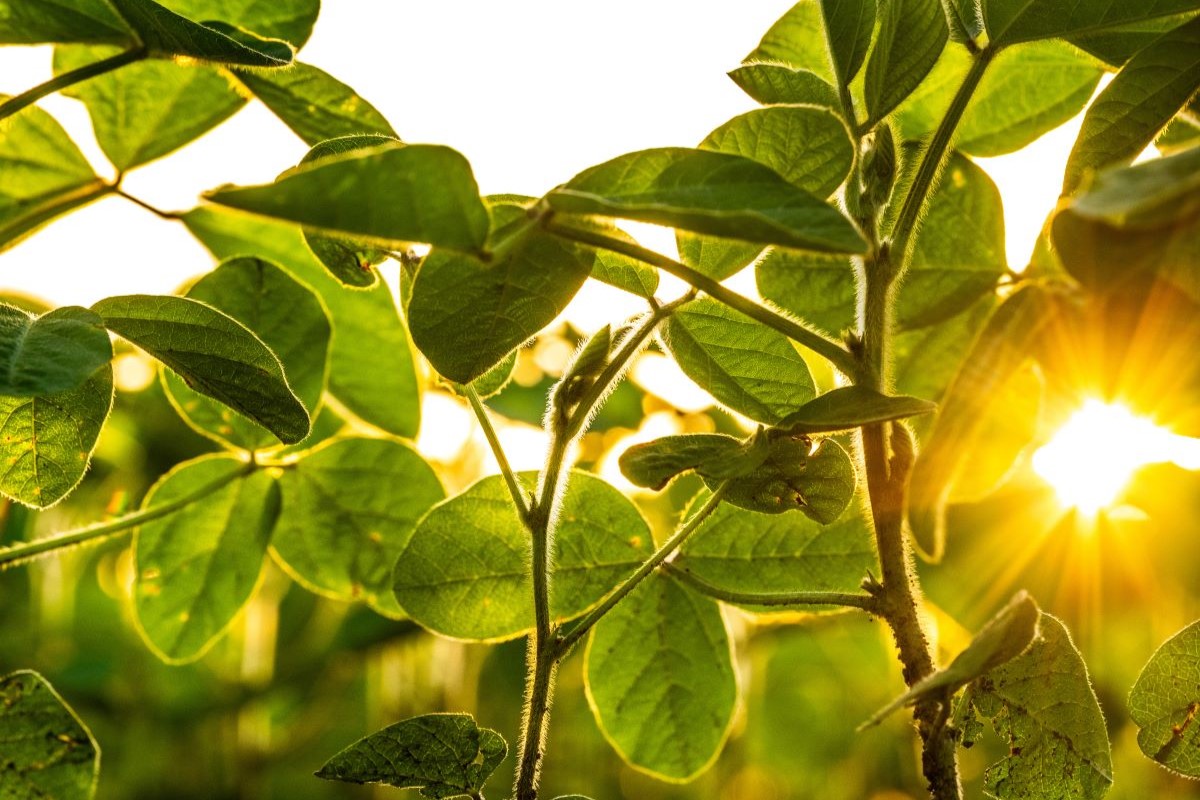 Segundo a Abiove, segurança jurídica é fator essencial para a cadeia da soja. Foto: Adobe Stock