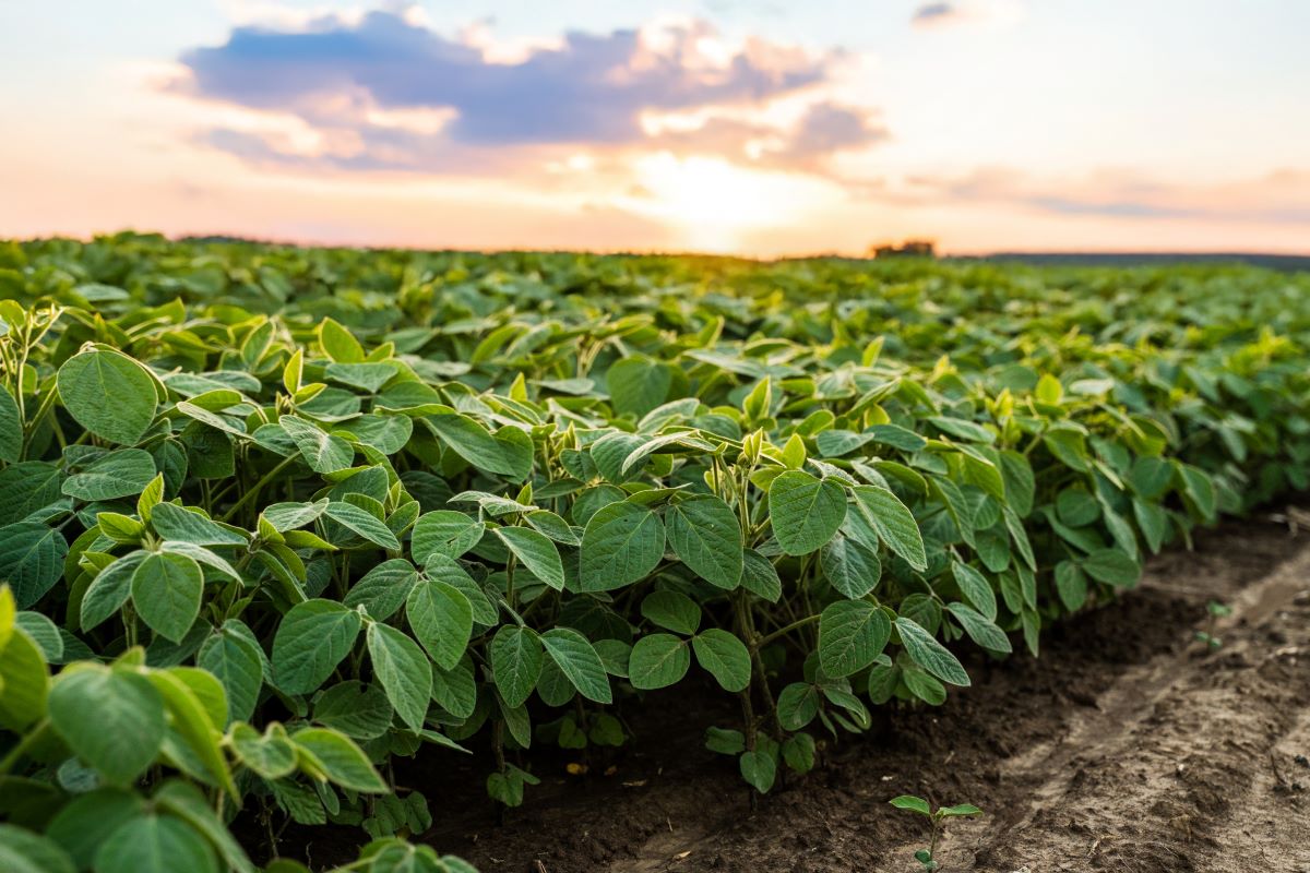 Moratória proíbe a compra de soja de áreas desmatadas na Amazônia após julho de 2008. Foto: Adobe Stock
