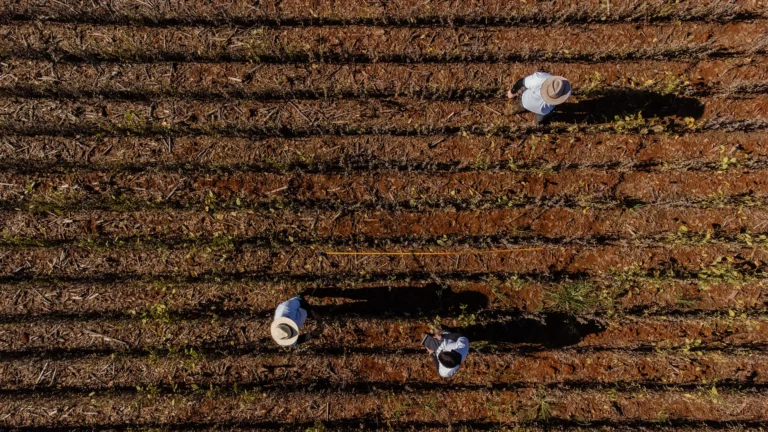 Com safra equilibrada, Brasil pode colher 182 milhões de toneladas de soja, diz Agroconsult