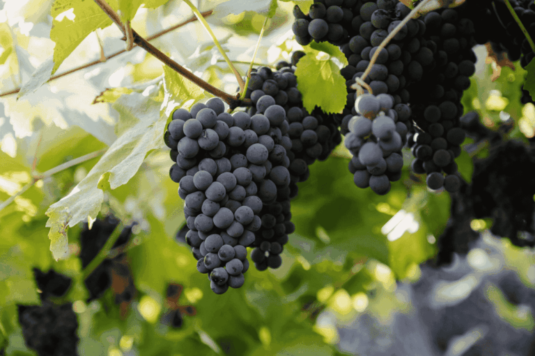 Safra de uva no RS deve superar 900 mil toneladas