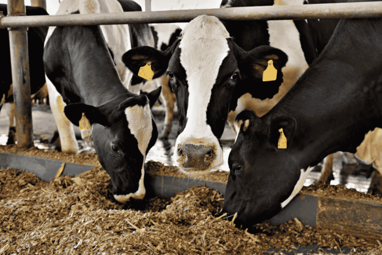 Beef on Dairy: selo inédito certifica carne de cruzamento entre gado leiteiro e Angus