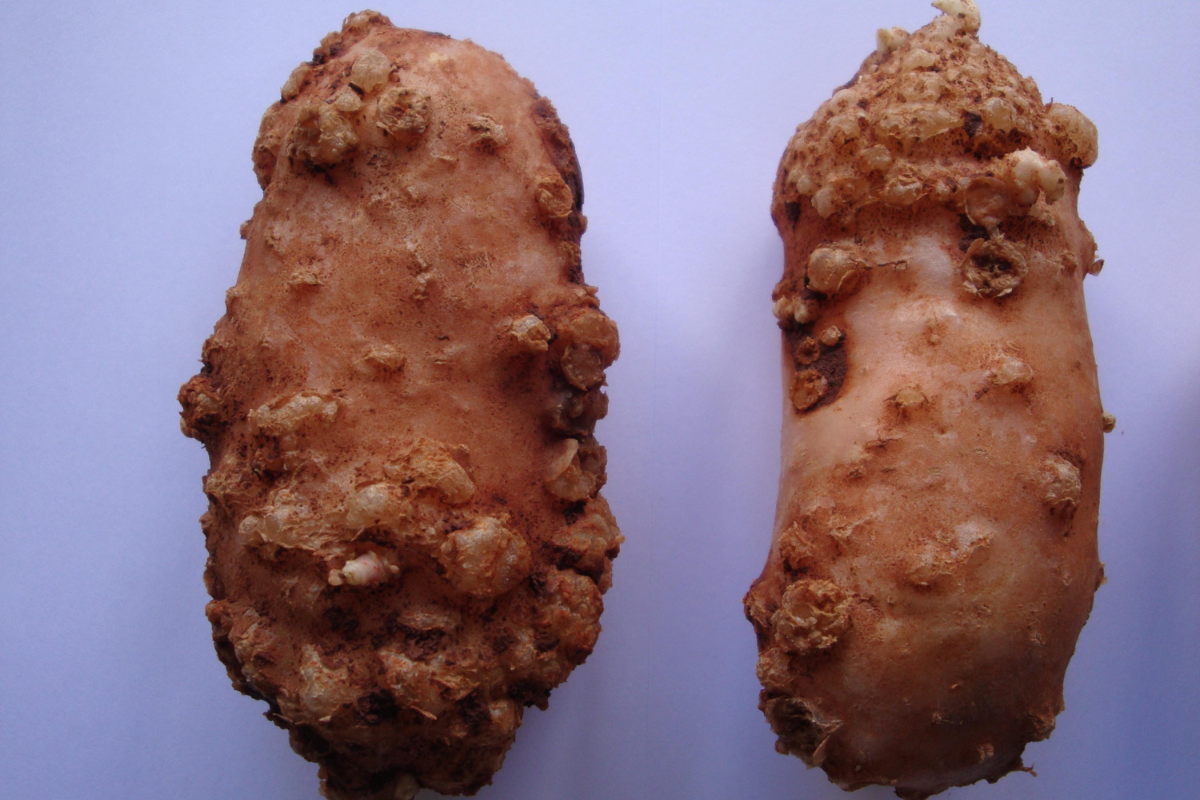 Sintomas de nematoides em batata - gêneros Meloidogyne e Pratylenchus