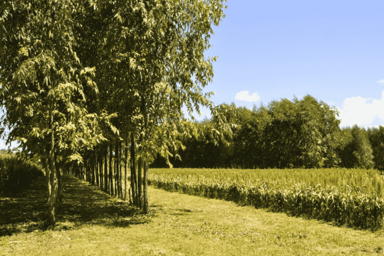 Embrapa lança chamada para bolsas no projeto ILPF Regenera