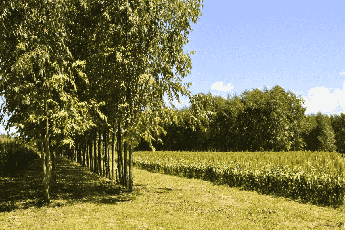 Foto: Breno Lobato/Embrapa