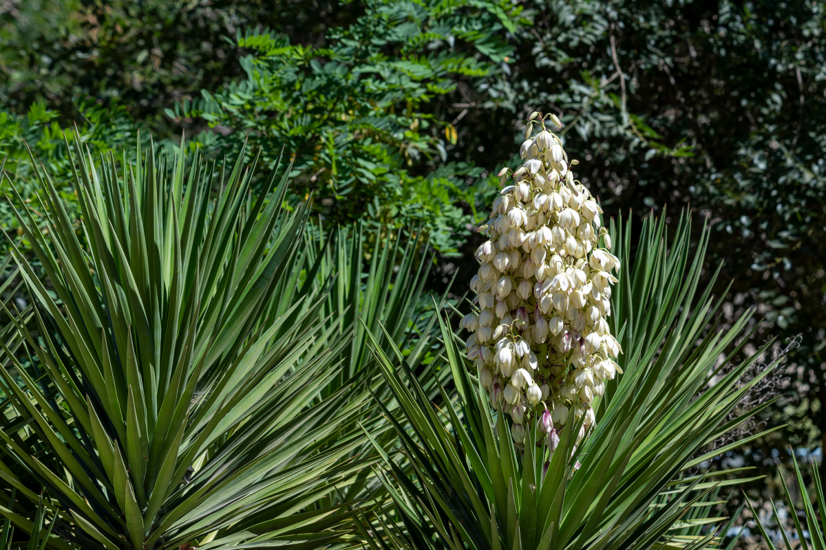 palmeira yuca-elefante