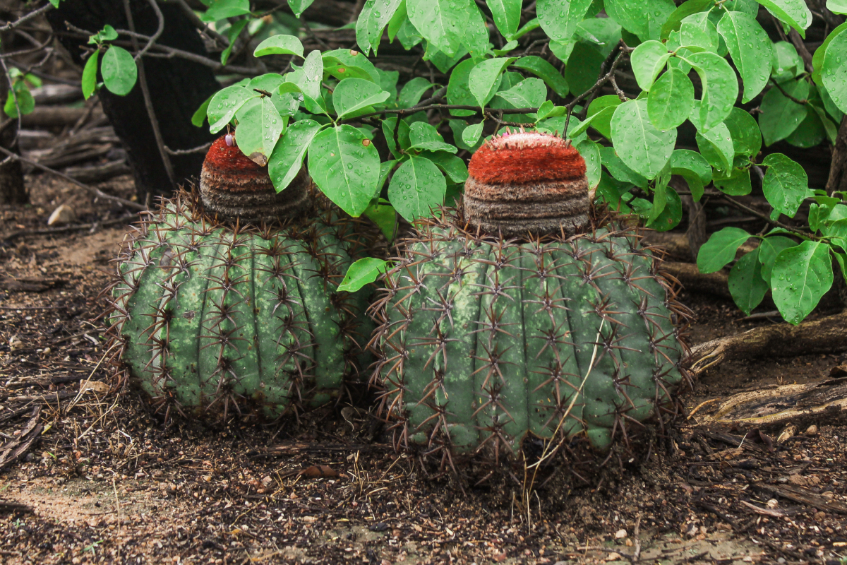 Cacto cabeça-de-frade