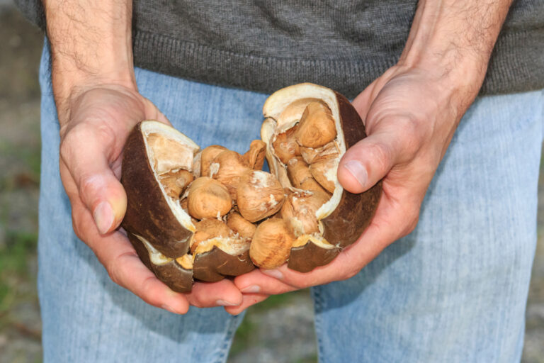 A semente nativa que imita sabor de cacau e café