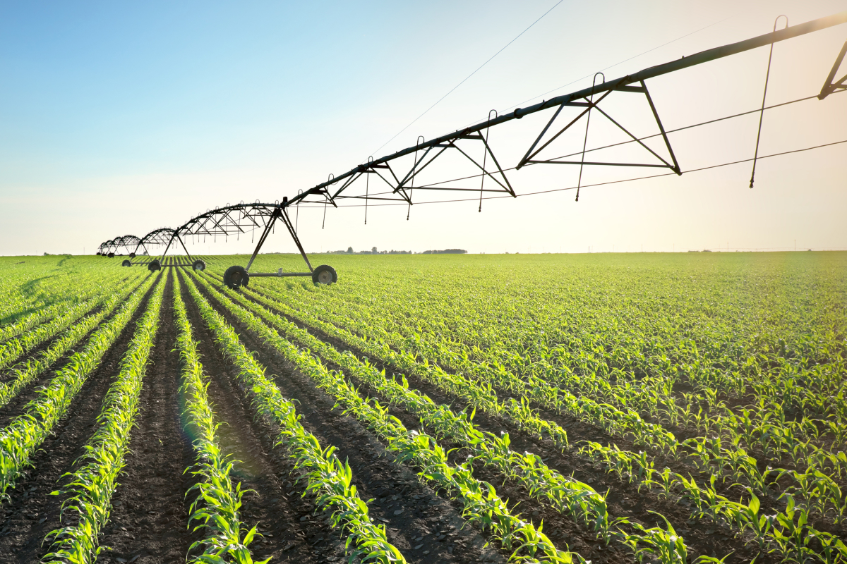 Agricultura irrigada