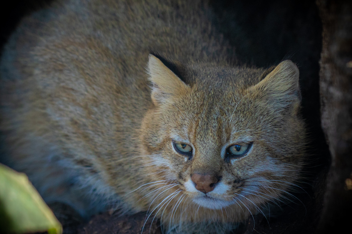 gato-palheiro-pampeano