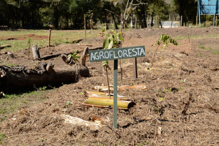 O sistema que faz a lavoura virar floresta e dispensa adubos
