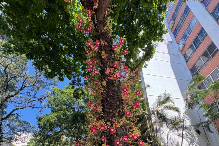 A árvore linda que pode virar problema no jardim