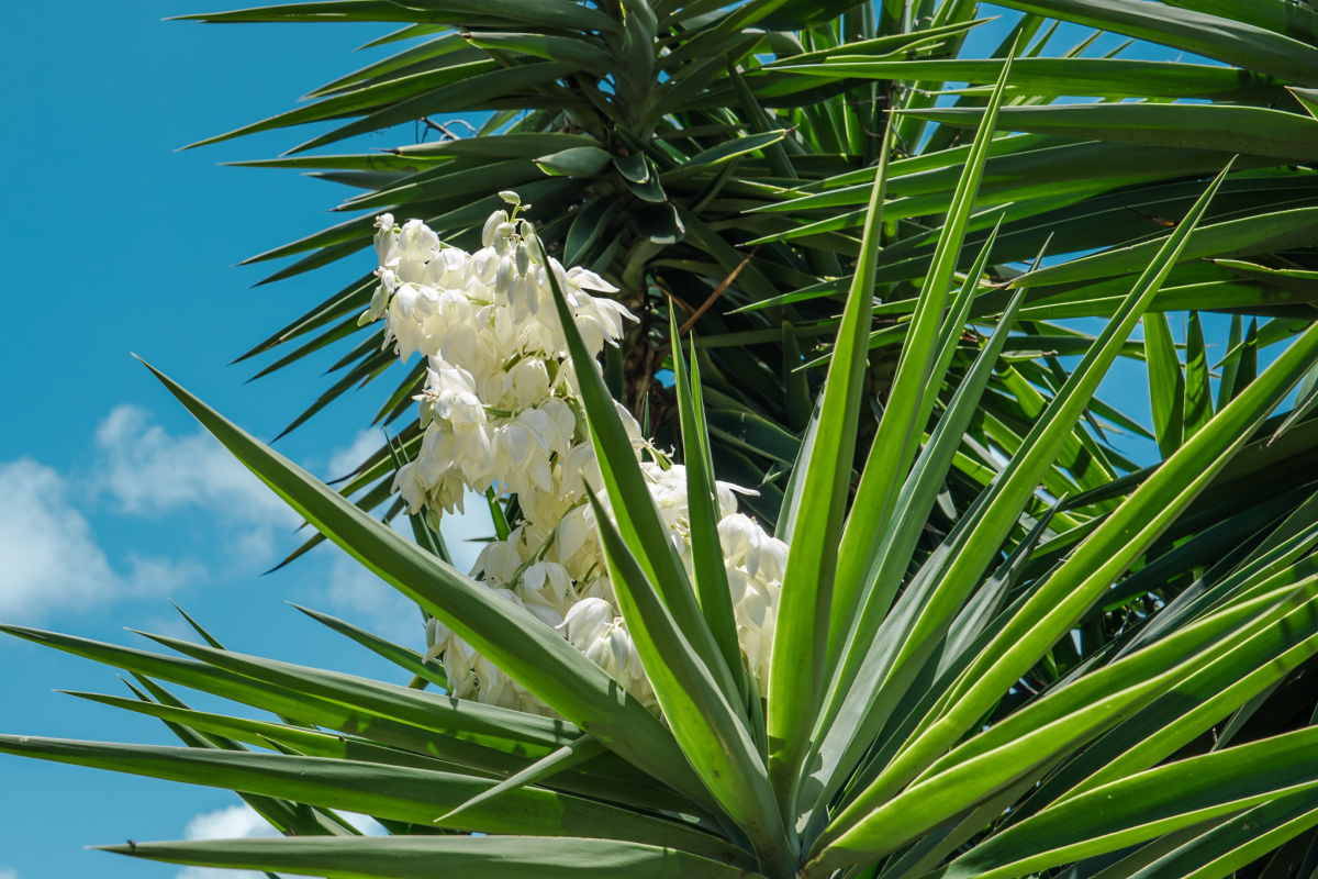 palmeira yuca-elefante