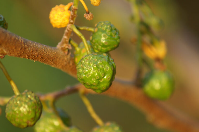 Por que este fruto é chamado de chicletinho do Cerrado?