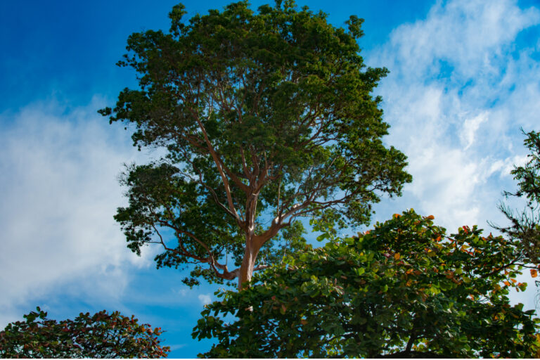 A árvore amazônica que parece ter o tronco polido à mão