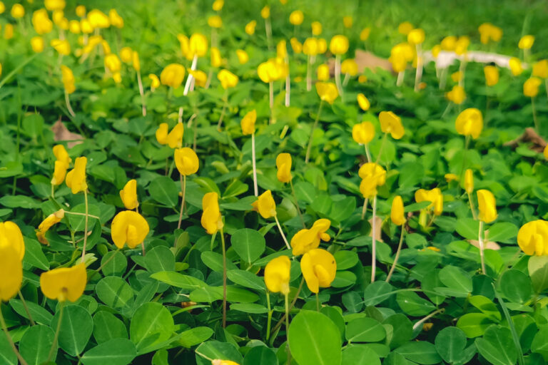 Amendoim que é cobertura verde alimenta animais e ornamenta jardim