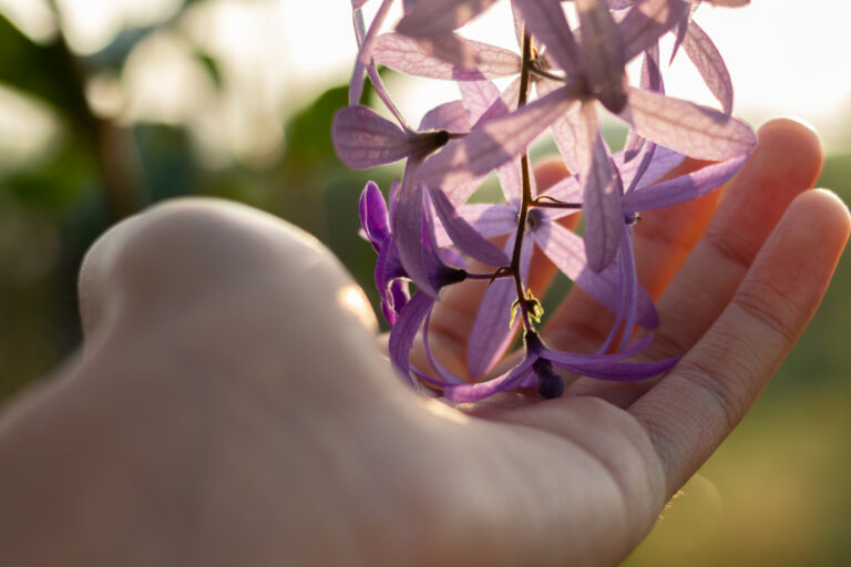 A trepadeira com flor roxa que resiste ao calor